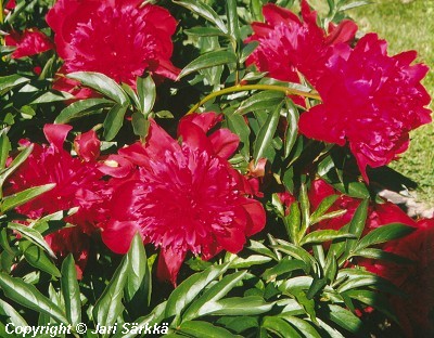  Paeonia lactiflora Karl Rosenfield